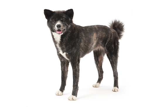 akitainu.jpg