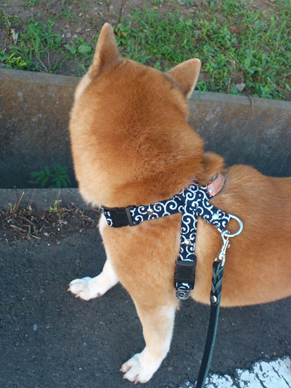 柴犬 昴 2