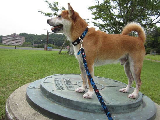 柴犬 ばろん 3