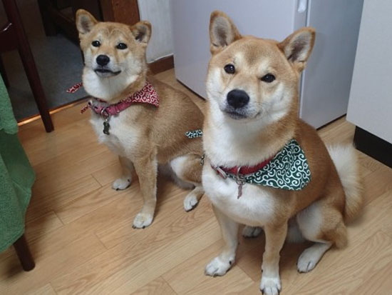 はやてとこはる2.JPG