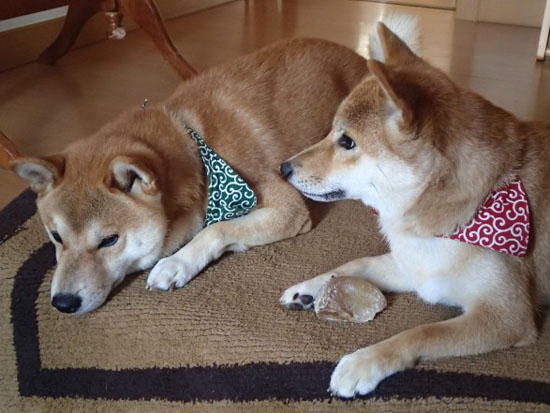 はやてとこはる3.JPG