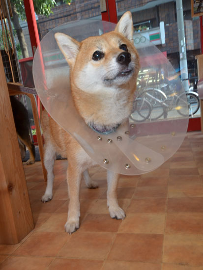 柴犬 ひまわり