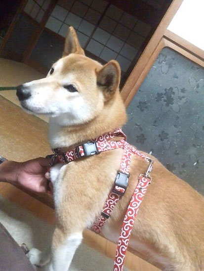 柴犬 赤唐草