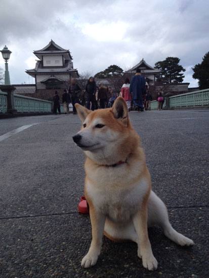 柴犬 ぷく 2