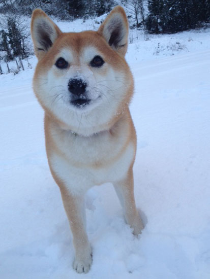 柴犬 ぷく 4