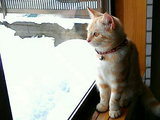 猫 むぎ