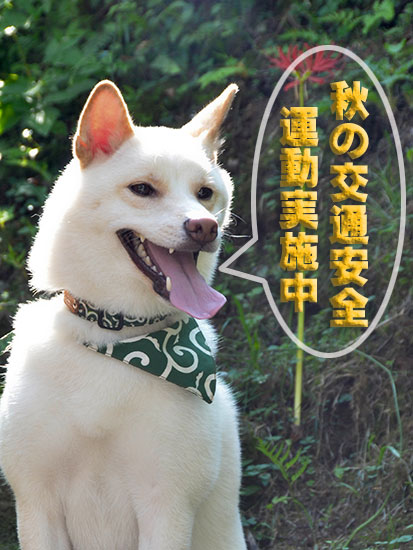 miwa3.jpg