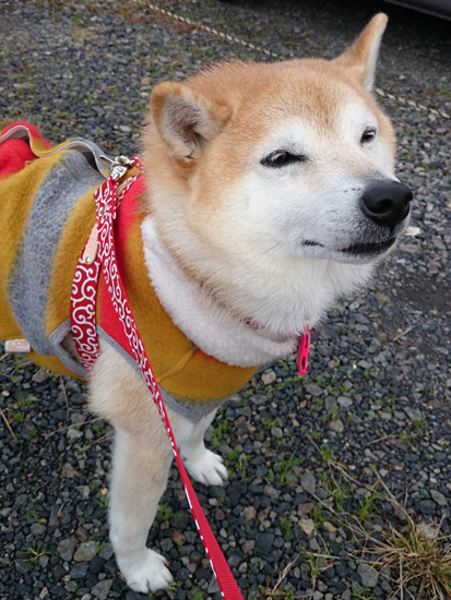 まめすけ