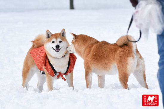 ひよし2