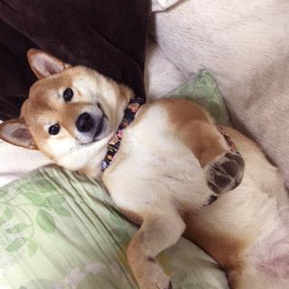 柴犬 ひな 2