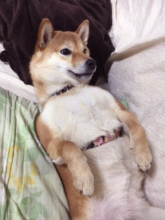 柴犬 ひな 3