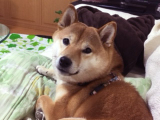 柴犬 ひな 4