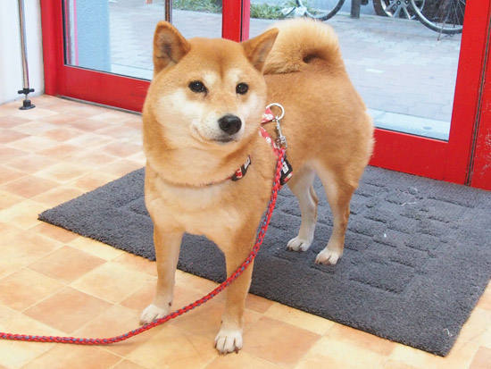 柴犬 はな 2