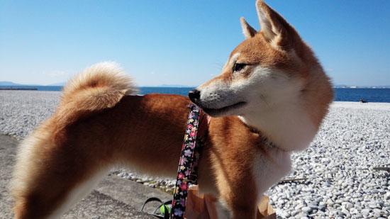 柴犬 まる 2