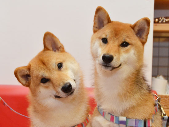 shibainu_akane_ryotaro