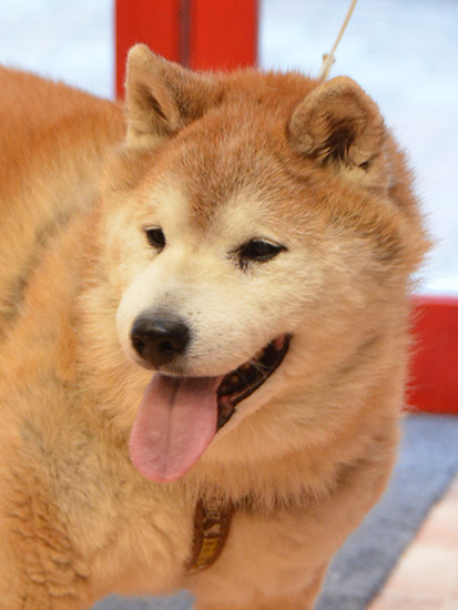 ごろのとうちゃんゴン