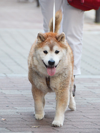 太郎のじいちゃんゴン