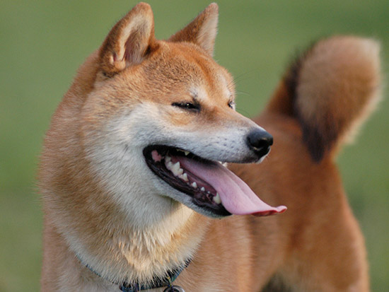ゴンが若いころ