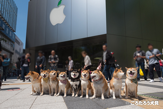 アップルストア前の柴犬達