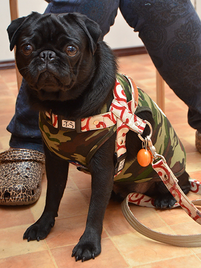 唐草が似合う黒パグふうちゃん ごろたろう犬具 めっちゃ似合ってるブログ