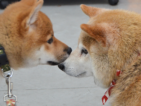2017_6gintaro_and_taro1.jpg