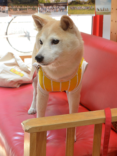 播州柴犬はな