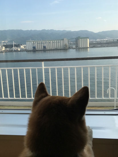 柴犬 ぷく 9