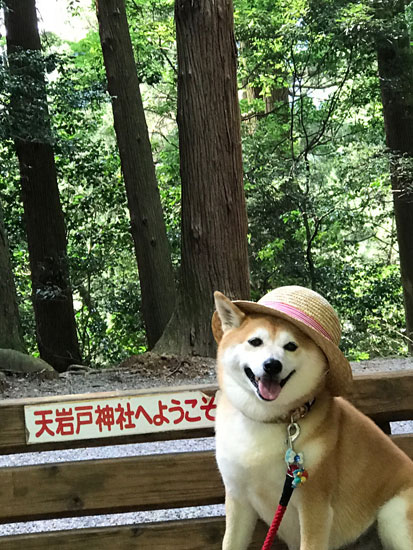 柴犬 ぷく 8