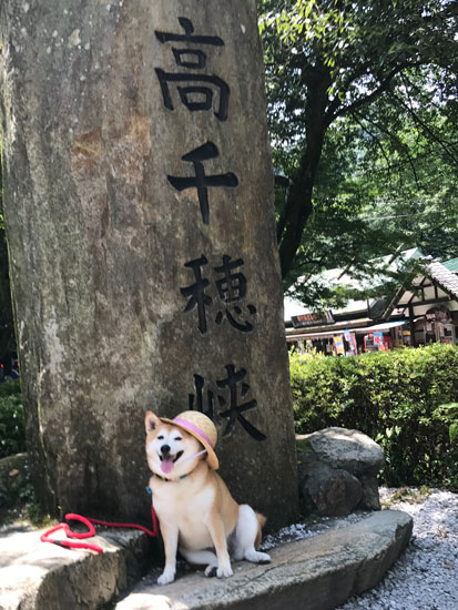 柴犬 ぷく 7