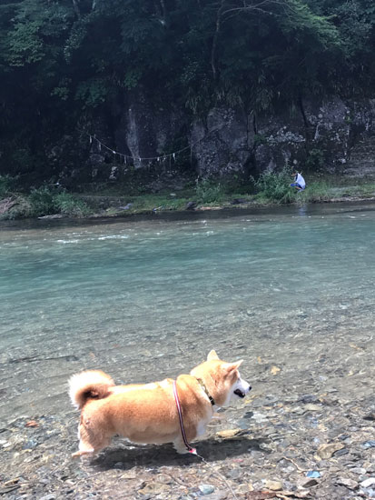 柴犬 ぷく 6