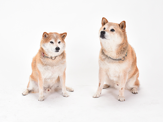 柴犬ごろたろう