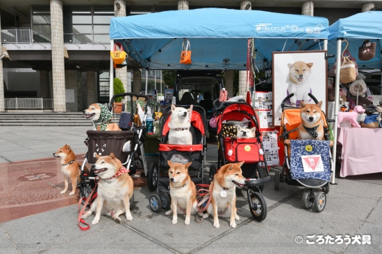神戸わんわんマルシェごろたろう犬具ブース
