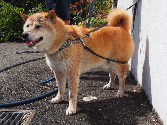 shibainu goro