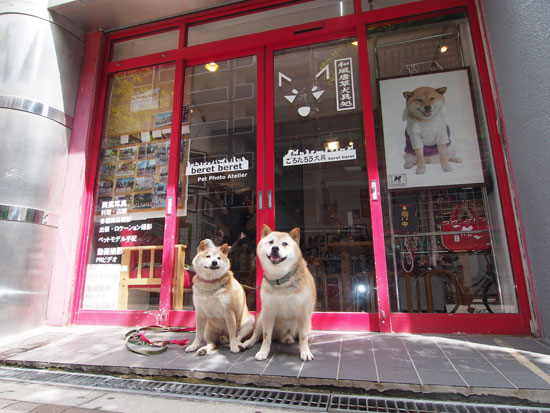 Shiba Dog GORO and TARO