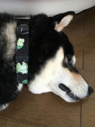 黒柴 やまと 1