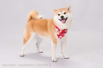 柴犬 ほたる 1