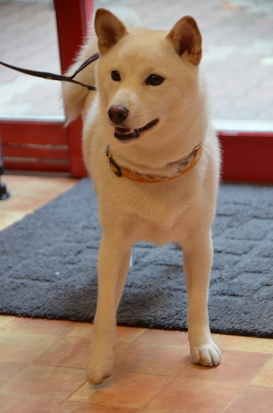 171104_haku.jpg