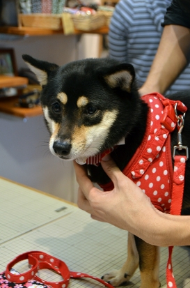 171104_kuroshiba.jpg