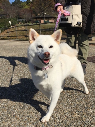 白柴 こはる 1
