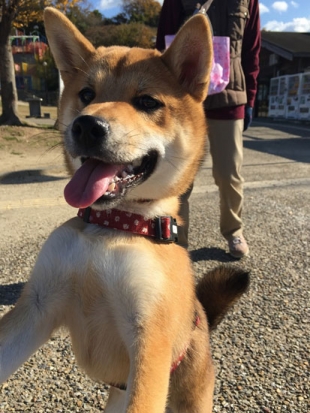 柴犬 むぎ 2