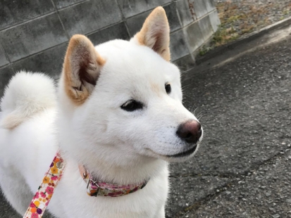 柴犬 夏ちゃん と 花ちゃん 可愛いでしょ ごろたろう犬具 めっちゃ似合ってるブログ