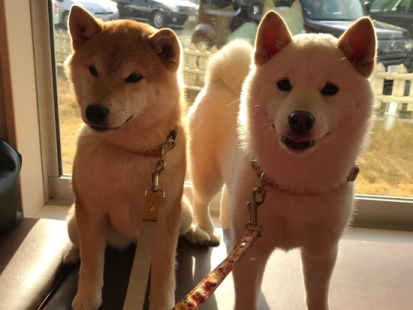 柴犬 花