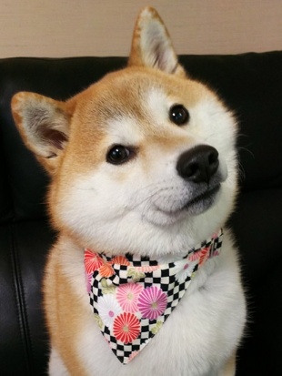 柴犬 ほたる 1