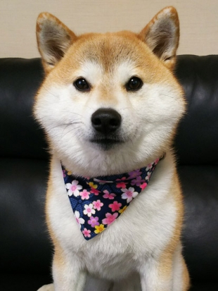 柴犬 ほたる 2