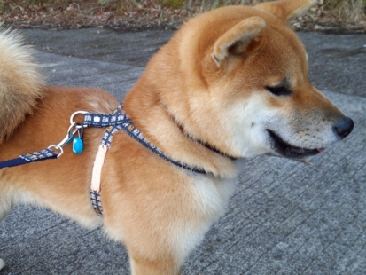 柴犬 慶次郎 1