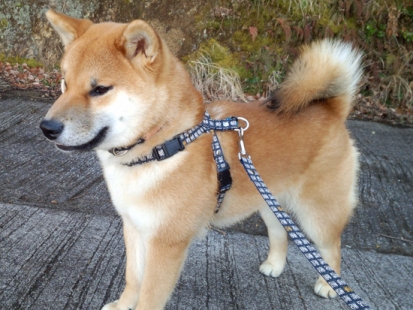 柴犬 慶次郎 2