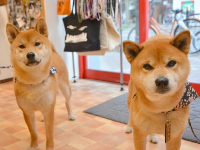 柴犬 しょう・ぎん