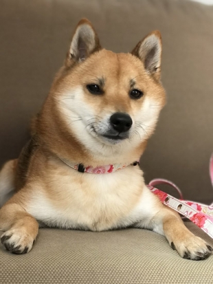 柴犬 ぽてち
