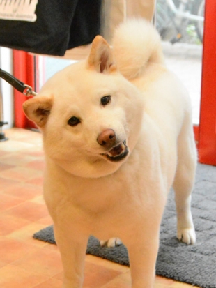 白柴 なのか 1