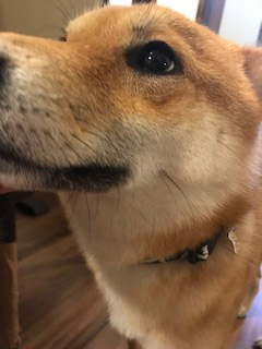 柴犬 りく 2